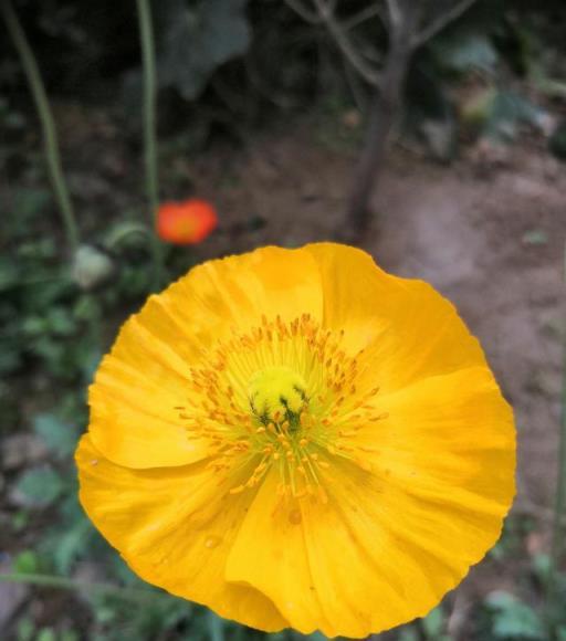 虞美人種植和養護要點