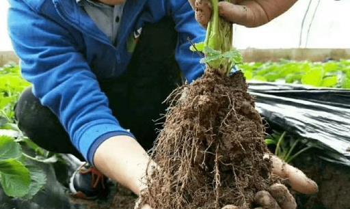 植物因根生因根亡：如何根據根系狀態判斷根系是強、是弱還是差？