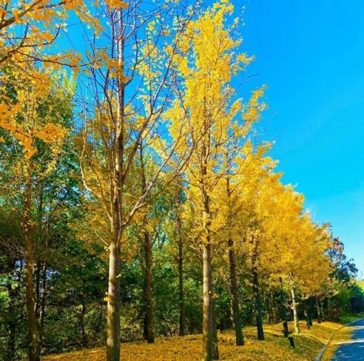 富不富，院中樹！6種樹吉祥有「錢」景，壽命長，有福也有富