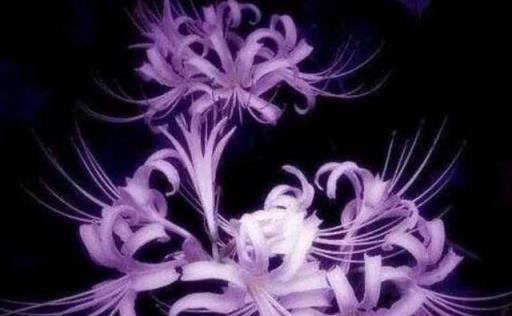 鬼花都有什麼花？4種超美花被稱為鬼花，有些有一定的道理。
