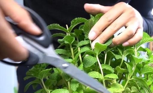 薄荷要「這樣養」，枝葉更繁茂，長勢更快更好，迅速長滿一大盆