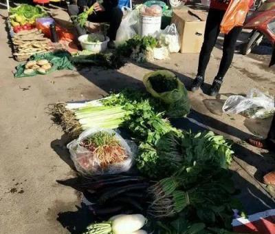 老兩口退休回老家養老，養花種菜，住了3年，後悔不已