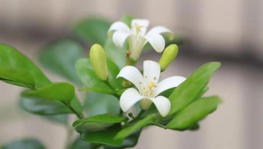 夏天不能錯過的九里香，花色潔白花香濃郁，比茉莉還好養，快試試