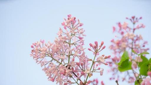 丁香花的種類、生態、培育管理、鑑別方法