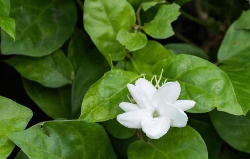 養茉莉花，趁現在剪一剪，促進生長、多開花