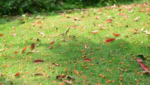 葉小狗和她的鄰居花園 |2023花也開放花園遊分享