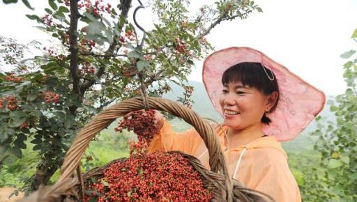 怎樣才能種植出好花椒？花椒怎樣採種、播種、育苗、定幹？