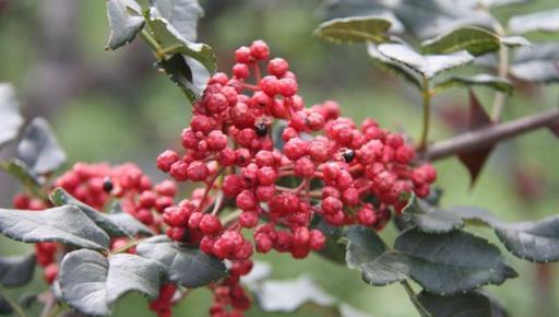 怎樣才能種植出好花椒？花椒怎樣採種、播種、育苗、定幹？