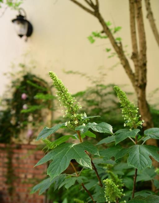 葉小狗和她的鄰居花園 |2023花也開放花園遊分享