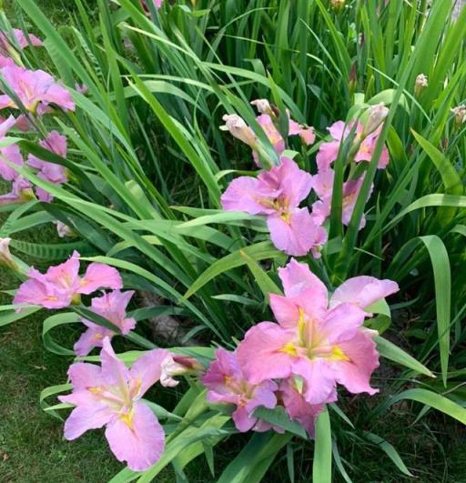 5月份養花，別考慮4種花，已被拉入「黑名單」，白花錢難養活