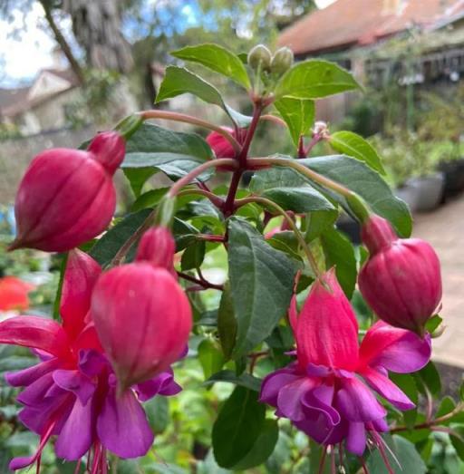 5月份養花，別考慮4種花，已被拉入「黑名單」，白花錢難養活