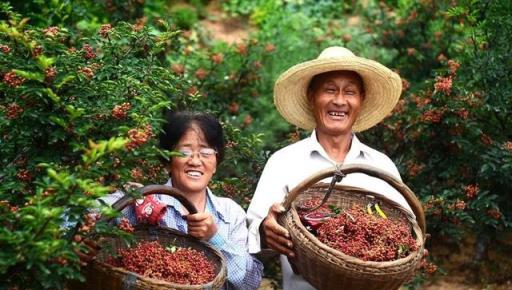 怎樣才能種植出好花椒？花椒怎樣採種、播種、育苗、定幹？