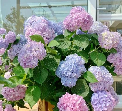 5月份養花，別考慮4種花，已被拉入「黑名單」，白花錢難養活