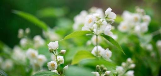 養茉莉花，趁現在剪一剪，促進生長、多開花