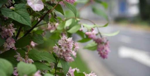 5月的浪漫除了月季、鳶尾，還有這些清新小花！來認識一下「夏櫻花」和苦楝