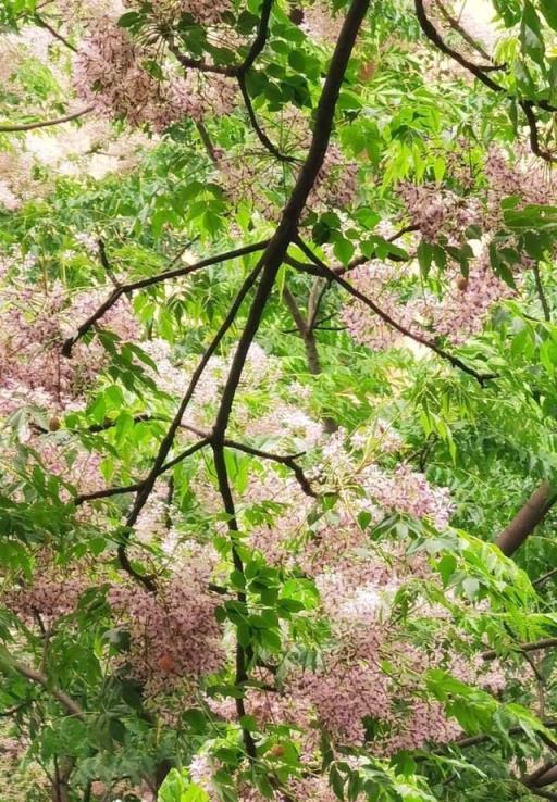 5月的浪漫除了月季、鳶尾，還有這些清新小花！來認識一下「夏櫻花」和苦楝