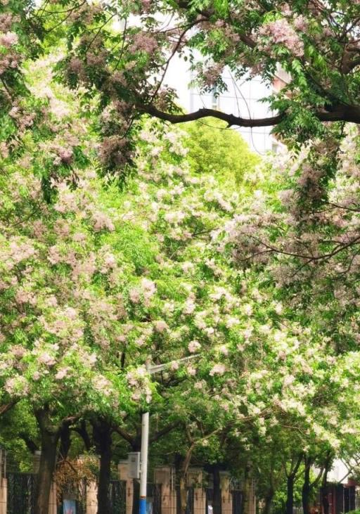 5月的浪漫除了月季、鳶尾，還有這些清新小花！來認識一下「夏櫻花」和苦楝