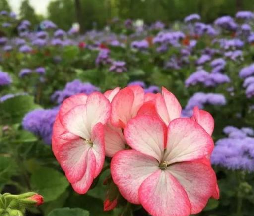 5月的浪漫除了月季、鳶尾，還有這些清新小花！來認識一下「夏櫻花」和苦楝