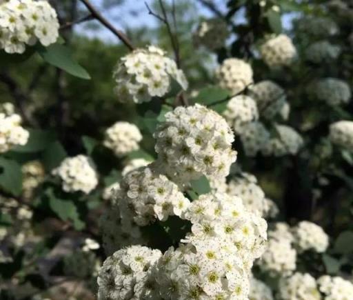 5月的浪漫除了月季、鳶尾，還有這些清新小花！來認識一下「夏櫻花」和苦楝