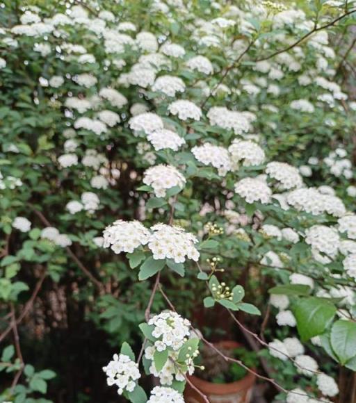 5月的浪漫除了月季、鳶尾，還有這些清新小花！來認識一下「夏櫻花」和苦楝