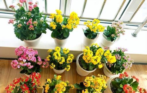 5月後，長壽花花期進入尾聲，做好「1早、3變」，輕鬆度夏