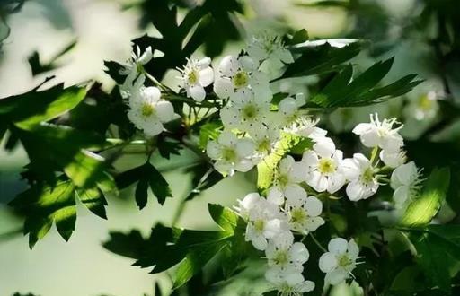 100種開花植物，隨著花季，開滿春夏秋冬