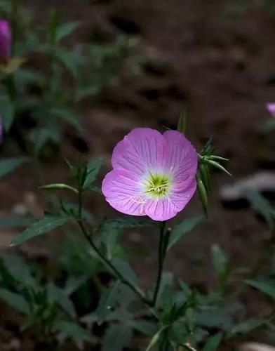 100種開花植物，隨著花季，開滿春夏秋冬