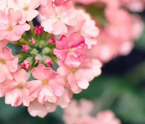 100種開花植物，隨著花季，開滿春夏秋冬