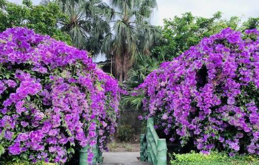 蒜香藤這樣養不會錯，花量大爆發，陽臺就變成小花園