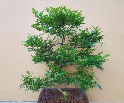 人養花，花也養人，5種綠植顏值高又好養，越養家裡越乾淨