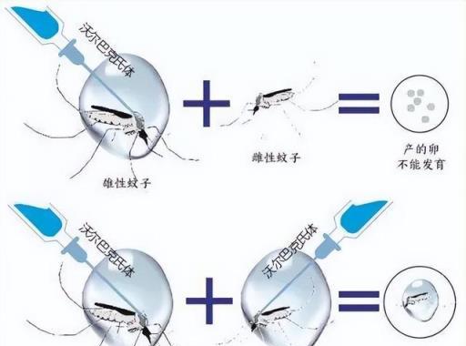 專家在廣州放飛幾百萬只蚊子，說是「以蚊制蚊」，真的會有效果？