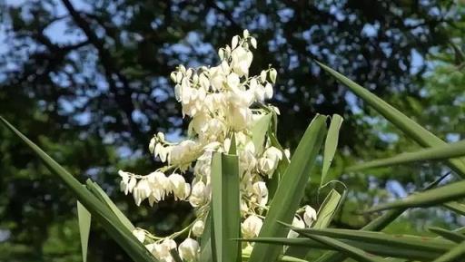 100種開花植物，隨著花季，開滿春夏秋冬