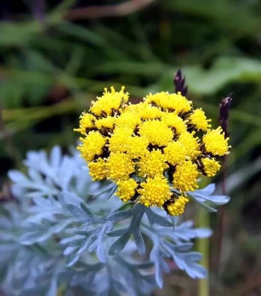 100種開花植物，隨著花季，開滿春夏秋冬