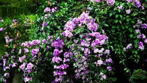 蒜香藤這樣養不會錯，花量大爆發，陽臺就變成小花園