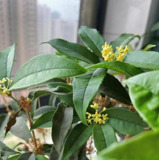 俗語「屋裡有三花，非富即貴家」，說的是什麼花？看你家有沒有？