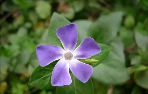 100種開花植物，隨著花季，開滿春夏秋冬