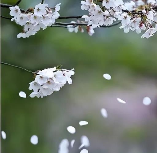 100種開花植物，隨著花季，開滿春夏秋冬