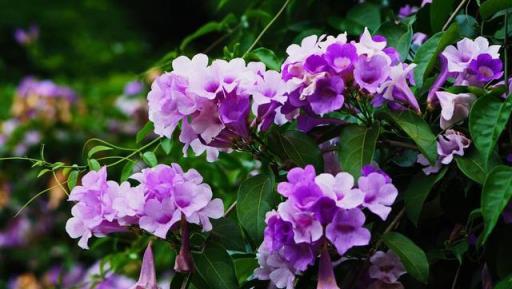 蒜香藤這樣養不會錯，花量大爆發，陽臺就變成小花園