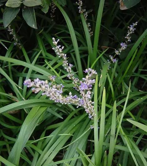 100種開花植物，隨著花季，開滿春夏秋冬