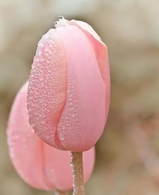 100種開花植物，隨著花季，開滿春夏秋冬