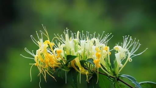 100種開花植物，隨著花季，開滿春夏秋冬