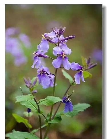 100種開花植物，隨著花季，開滿春夏秋冬