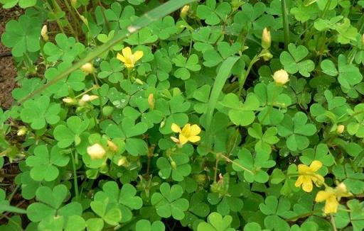 7種「無賴花」，開花「巨好看」，沾土就能活，越長越氾濫