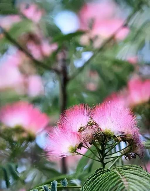 100種開花植物，隨著花季，開滿春夏秋冬