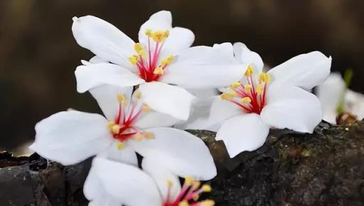 100種開花植物，隨著花季，開滿春夏秋冬