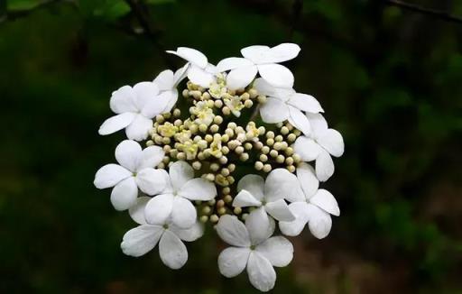 100種開花植物，隨著花季，開滿春夏秋冬