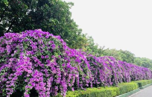 蒜香藤這樣養不會錯，花量大爆發，陽臺就變成小花園