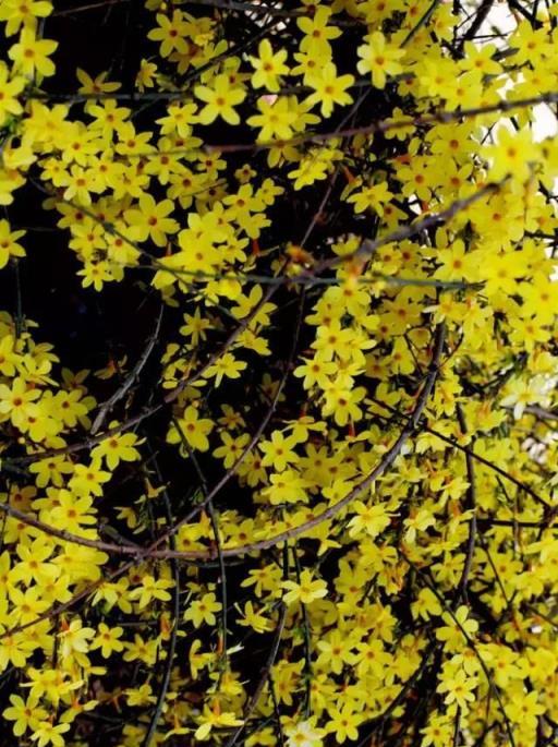 100種開花植物，隨著花季，開滿春夏秋冬