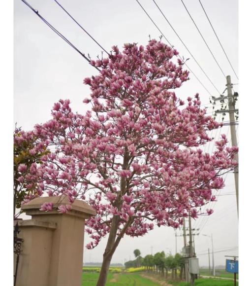 大戶人家必備的吉祥樹：傳遞好運之意，為家庭帶來好運