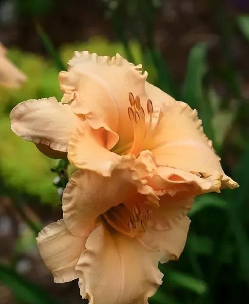 100種開花植物，隨著花季，開滿春夏秋冬